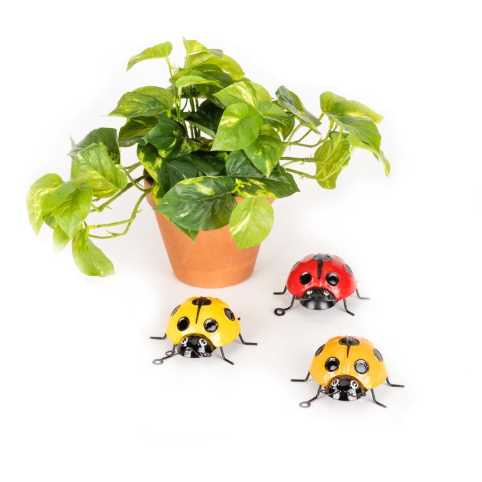 Alfresco Gardenware | 3 x Ladybug Asst Medium